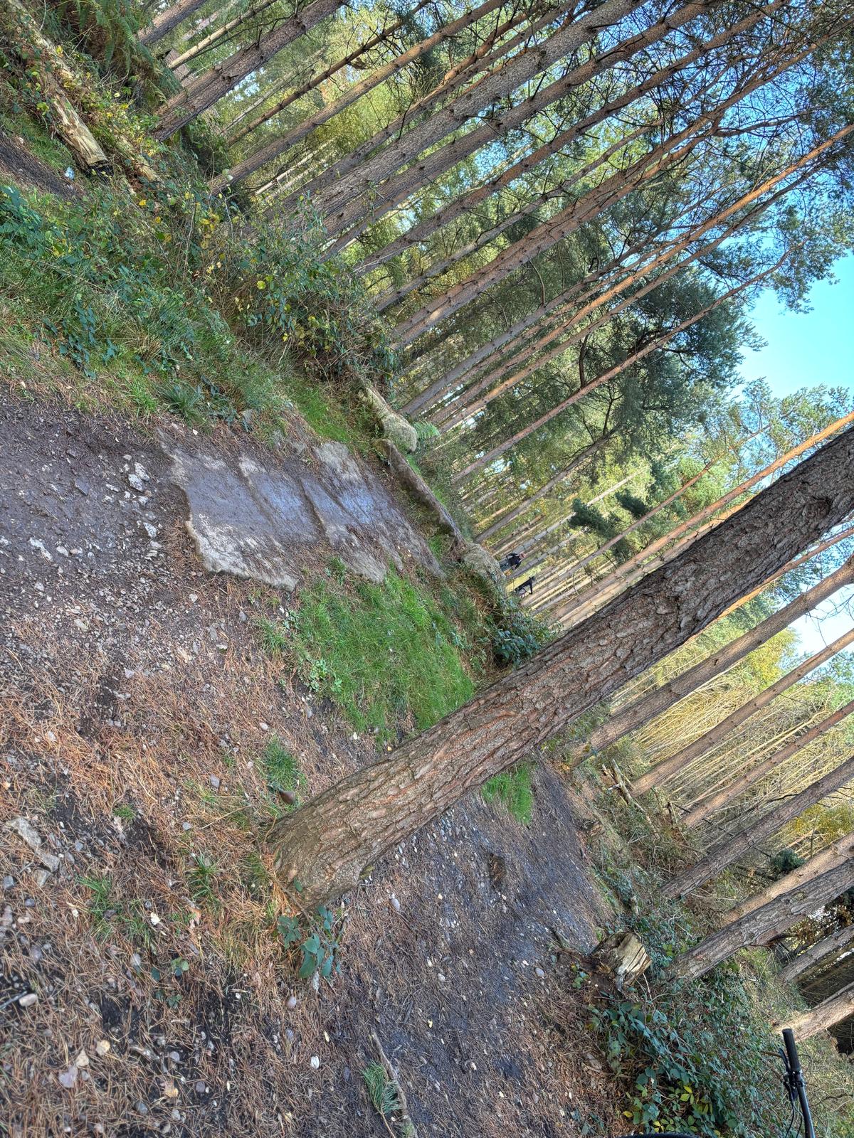 Forest trail scenery